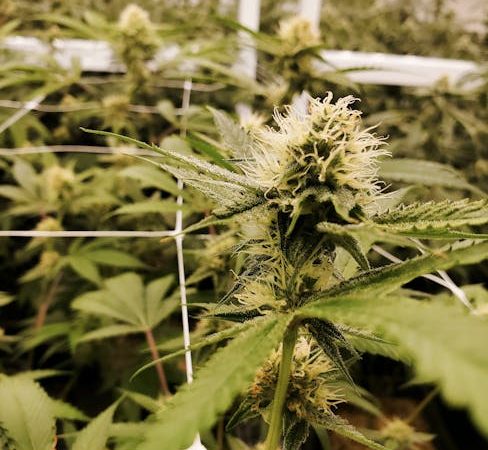 THC Vapes in Budapest: A Comprehensive Guide