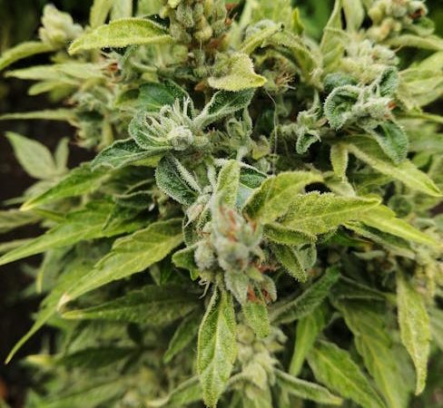 Krakow Weed Shop Guide: Where to Buy, Legal Info, and Best Dispensaries