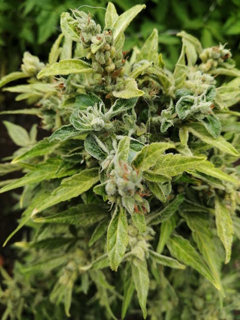 Krakow Weed Shop Guide: Where to Buy, Legal Info, and Best Dispensaries