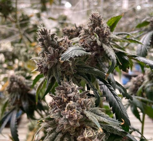 Utrecht THC Vape Shop: Your Ultimate Guide to Legal THC Vaping in the Netherlands