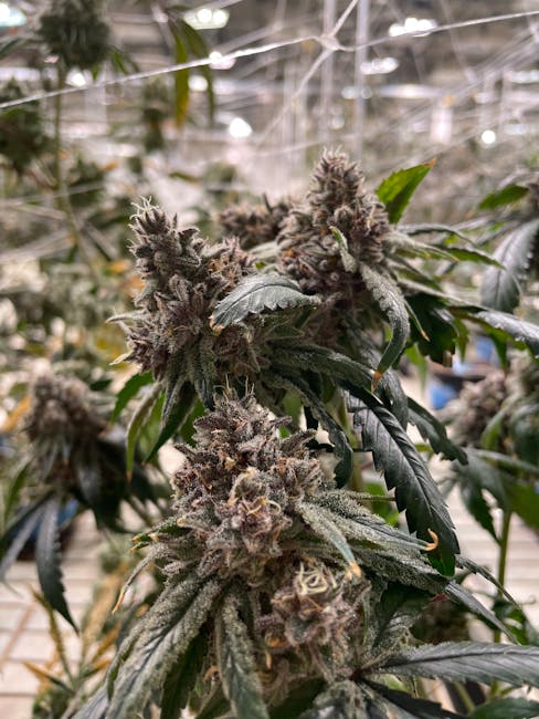 Utrecht THC Vape Shop: Your Ultimate Guide to Legal THC Vaping in the Netherlands