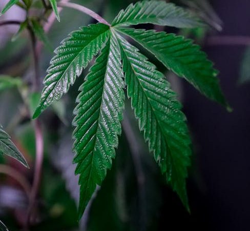 Welcome to the premier cannabis shop in the heart of Slovakia’s capital