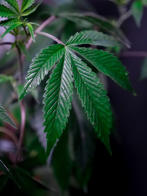 Welcome to the premier cannabis shop in the heart of Slovakia’s capital