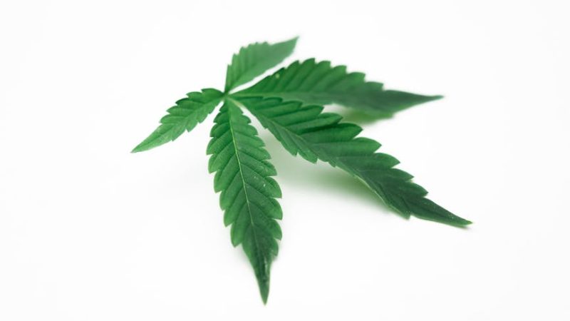 Cannabis Delivery Augsburg – Fast, Legal, and Discreet