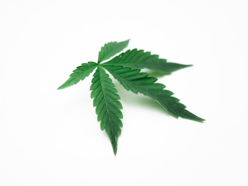 Cannabis Delivery Augsburg – Fast, Legal, and Discreet