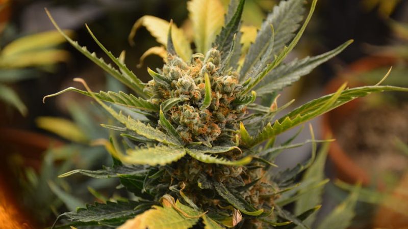 Bari Cannabis Shop