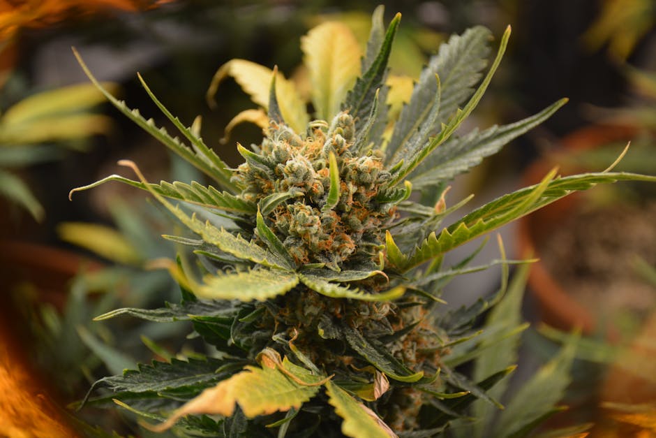 Bari Cannabis Shop