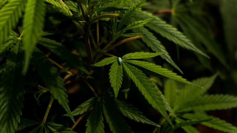 Weed Delivery in Bari