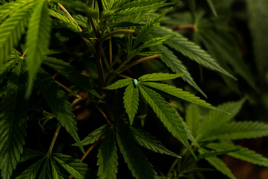 Weed Delivery in Bari