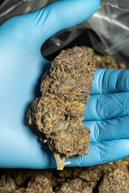 Buy Hashish in Duisburg: Trusted Online Platform