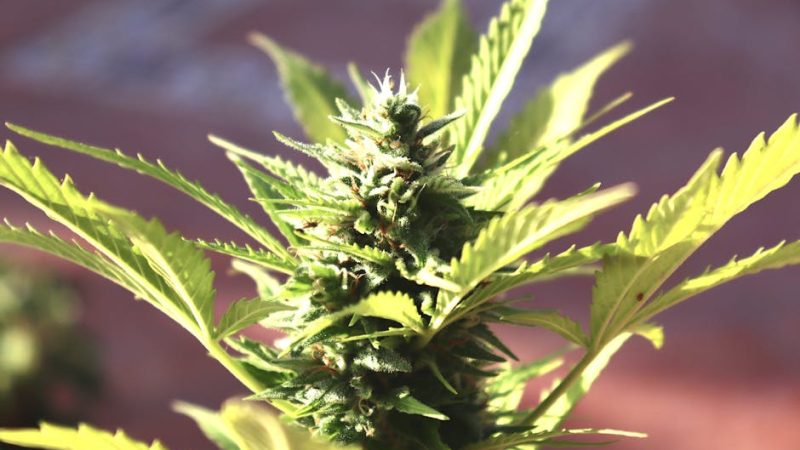Monaco Cannabis Delivery