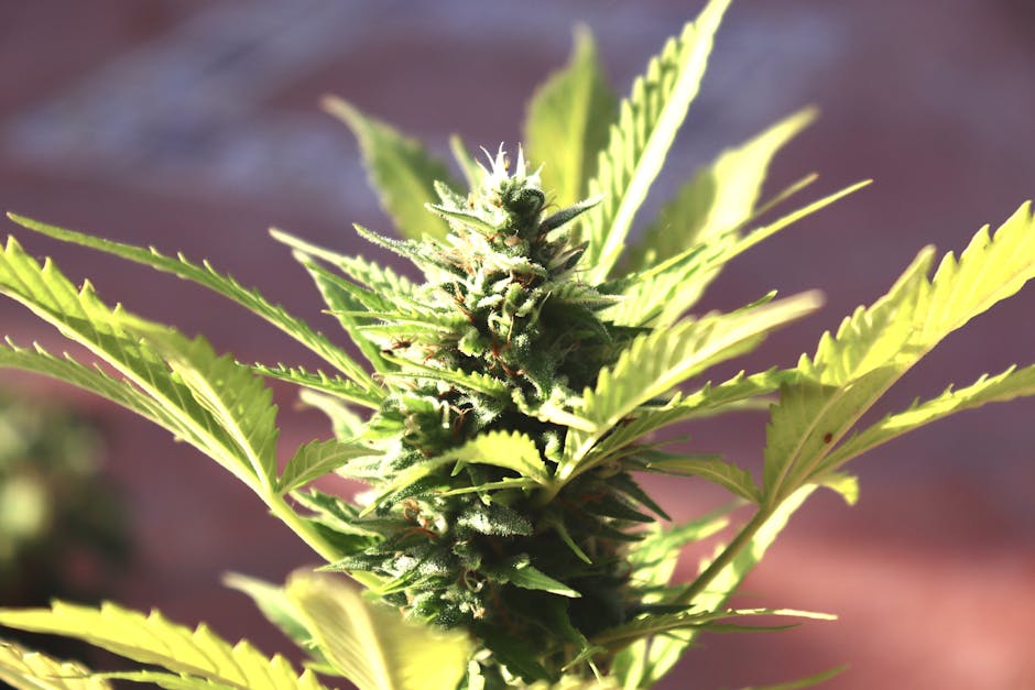 Monaco Cannabis Delivery