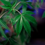 Barcelona Cannabis Culture & Tourism: A Guide to Dispensaries, Hemp Stores, and Delivery Services img-138.jpg