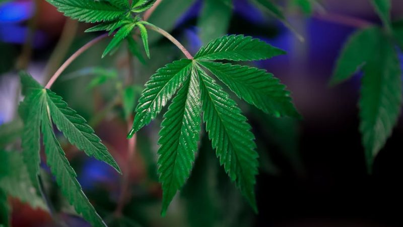 Barcelona Cannabis Culture & Tourism: A Guide to Dispensaries, Hemp Stores, and Delivery Services