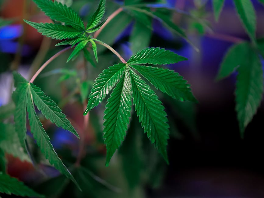 Barcelona Cannabis Culture & Tourism: A Guide to Dispensaries, Hemp Stores, and Delivery Services