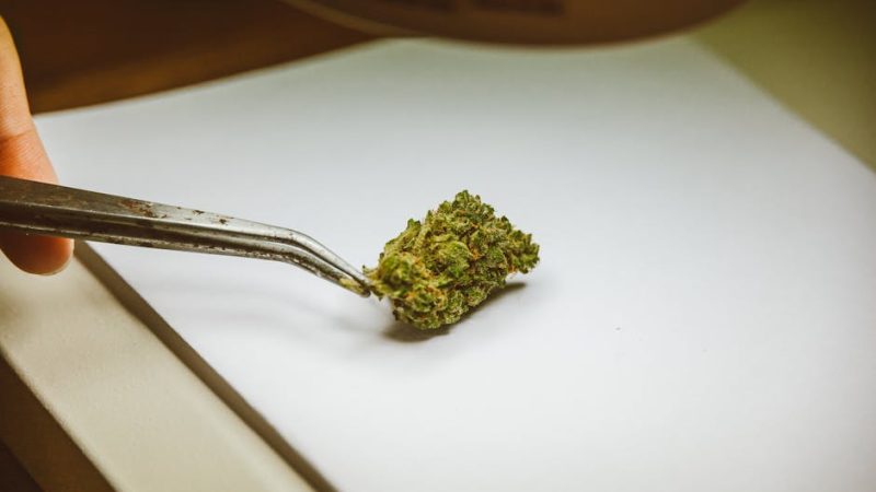 Cannabis Vape Delivery Warsaw Reliable 24/7 Service