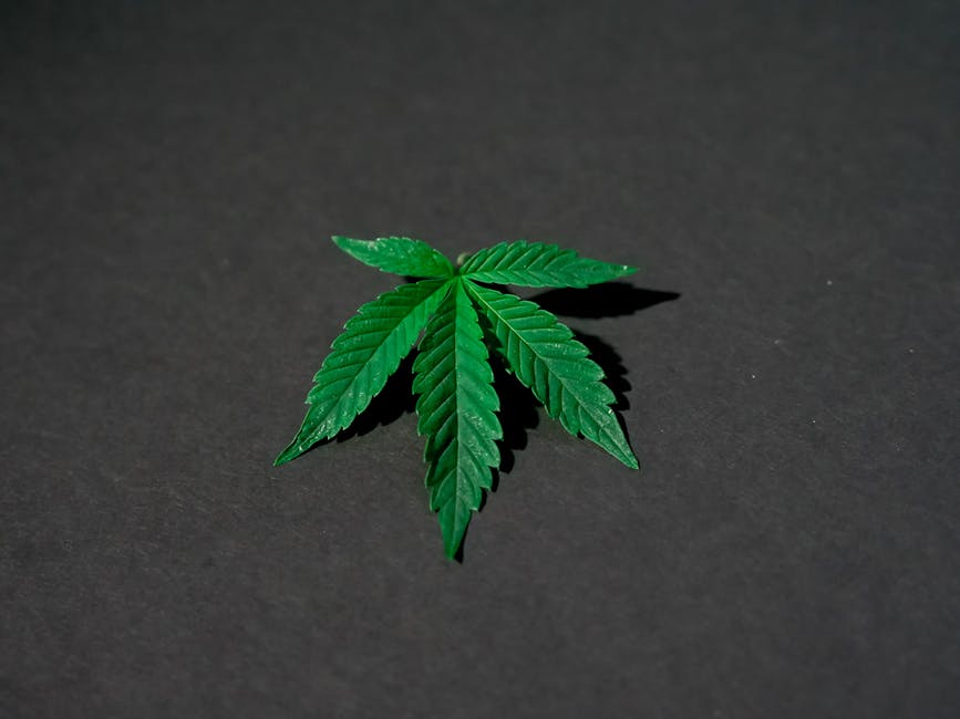 Looking for a reliable, affordable, and professional cannabis dispensary in Bydgoszcz?
