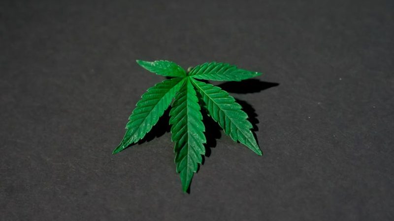 Buying Cannabis in Helsinki: Your Guide to Legal Cannabis Delivery