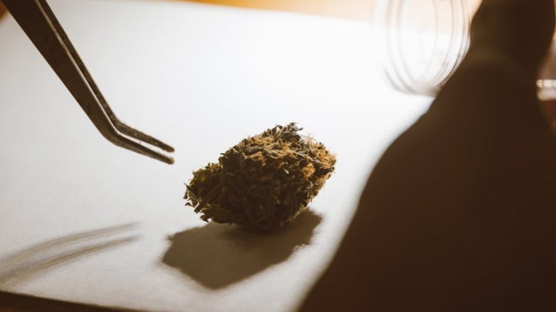 Welcome to the Future of Cannabis Shopping in Estonia