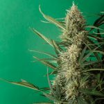 Looking to purchase high‑quality THC‑rich cannabis in Dublin? img-1485.jpg