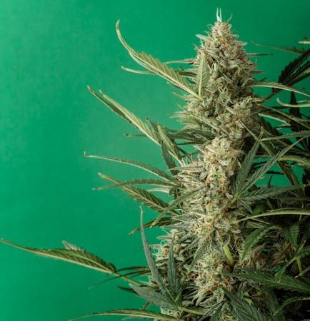 Looking to purchase high‑quality THC‑rich cannabis in Dublin?