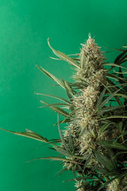 Looking to purchase high‑quality THC‑rich cannabis in Dublin?