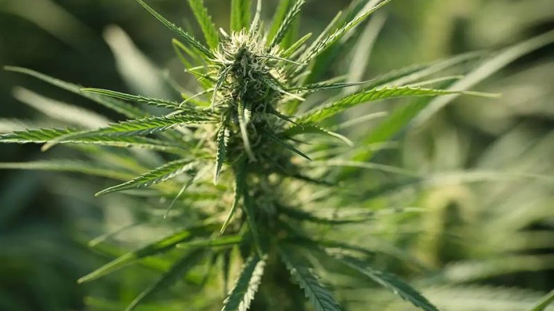 Nuremberg Cannabis Delivery: Reliable Online Weed Service