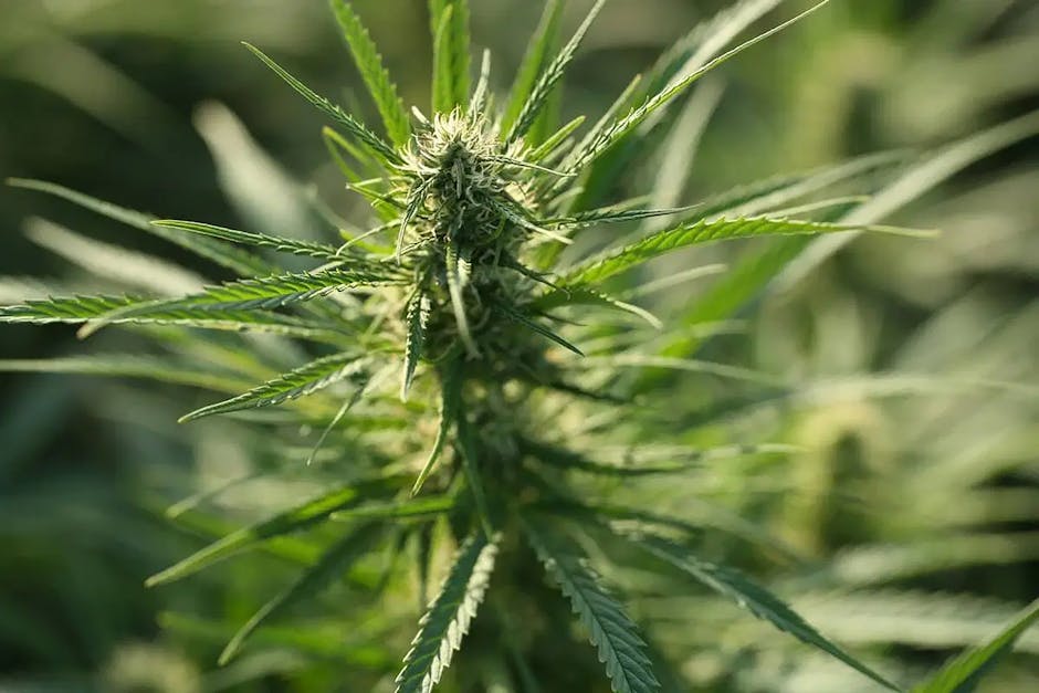 Nuremberg Cannabis Delivery: Reliable Online Weed Service