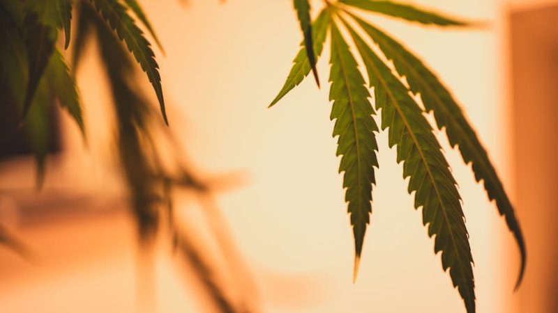Amsterdam is renowned for its vibrant vape culture and relaxed approach to cannabis