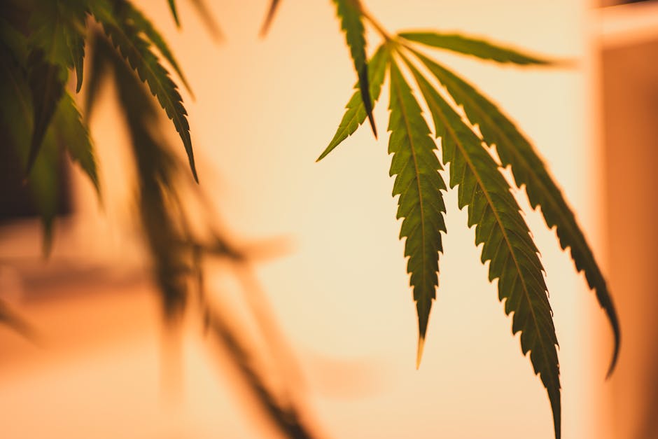 Amsterdam is renowned for its vibrant vape culture and relaxed approach to cannabis