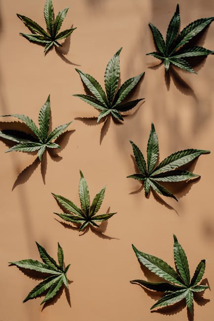 High‑Quality Cannabis Delivery in Sheffield