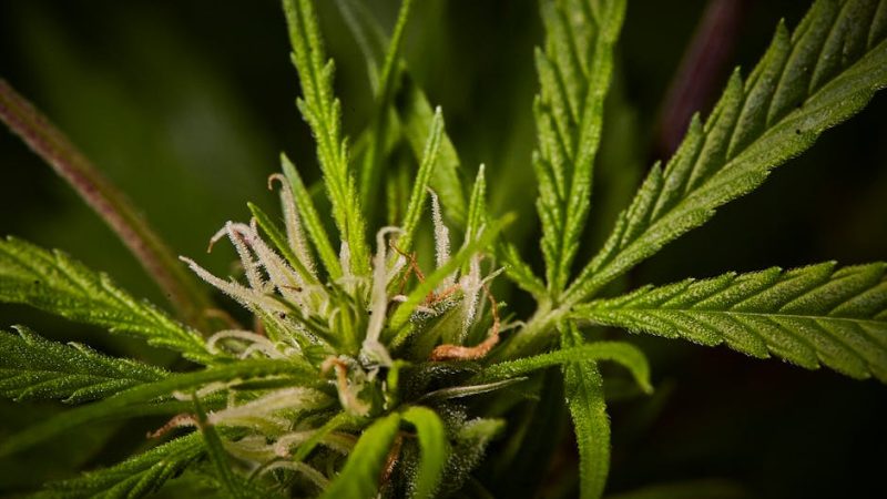Looking for a reliable way to purchase high‑quality THC vape products in Pardubice?