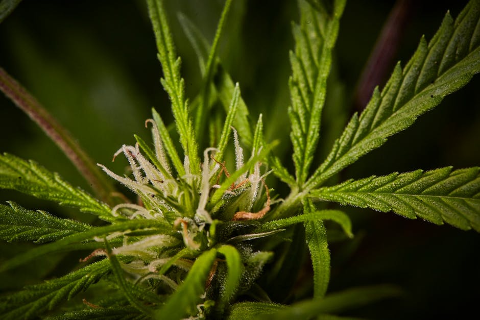 Looking for a reliable way to purchase high‑quality THC vape products in Pardubice?