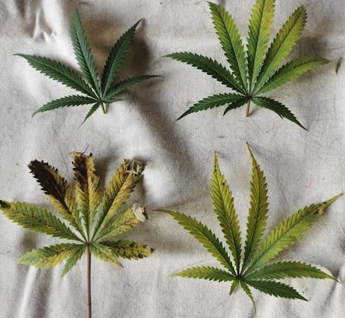 Looking to purchase high‑quality THC‑rich cannabis in Gdańsk?