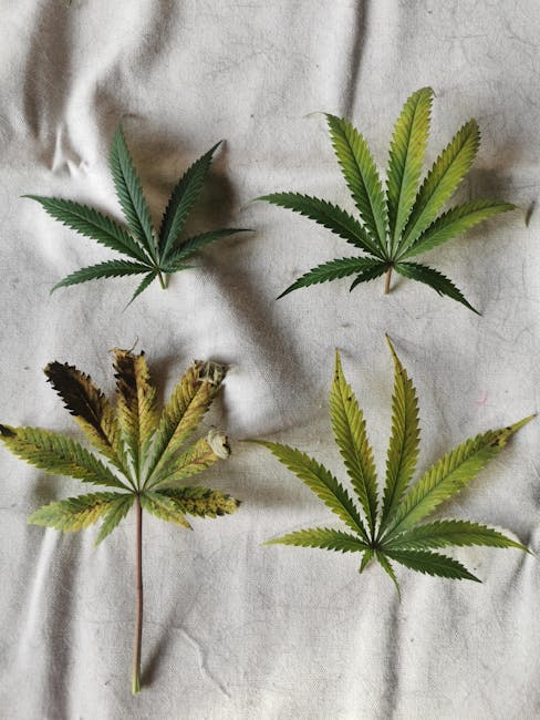 Looking to purchase high‑quality THC‑rich cannabis in Gdańsk?