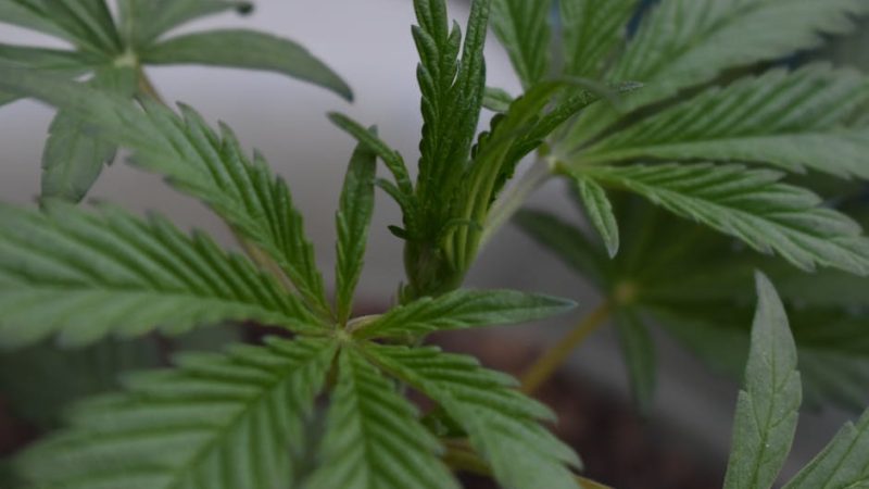 Buying THC Vapes in Murcia: Legal Products, Safety, and Community