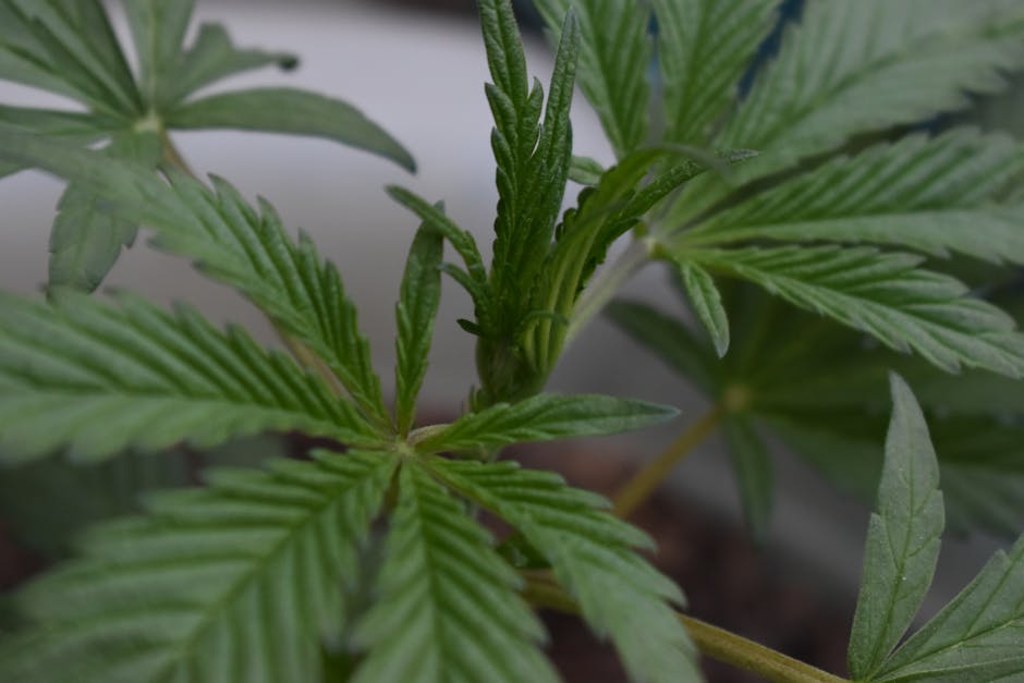 Buying THC Vapes in Murcia: Legal Products, Safety, and Community