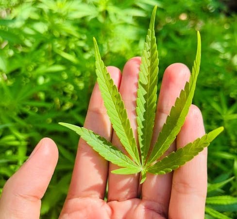 Andorra Cannabis Shop Premium Weed Marijuana Hemp and THC Products
