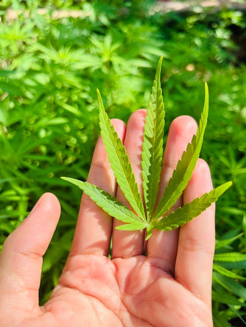 Andorra Cannabis Shop Premium Weed Marijuana Hemp and THC Products