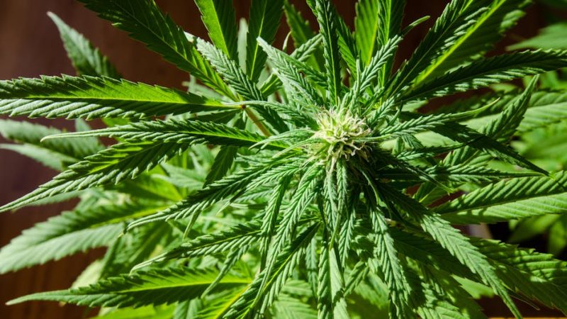 Buying Weed in Ostrava: A Comprehensive Guide