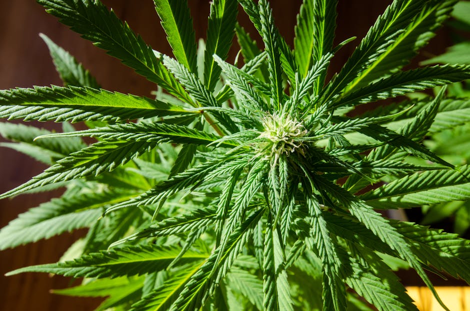 Buying Weed in Ostrava: A Comprehensive Guide