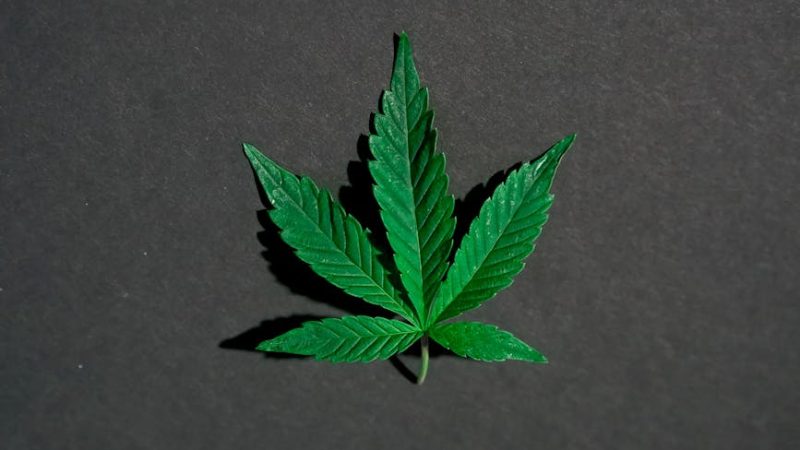 Szeged, Hungary’s Vibrant Southern City, Is Quickly Becoming a Key Hub for the Cannabis Market in Central Europe