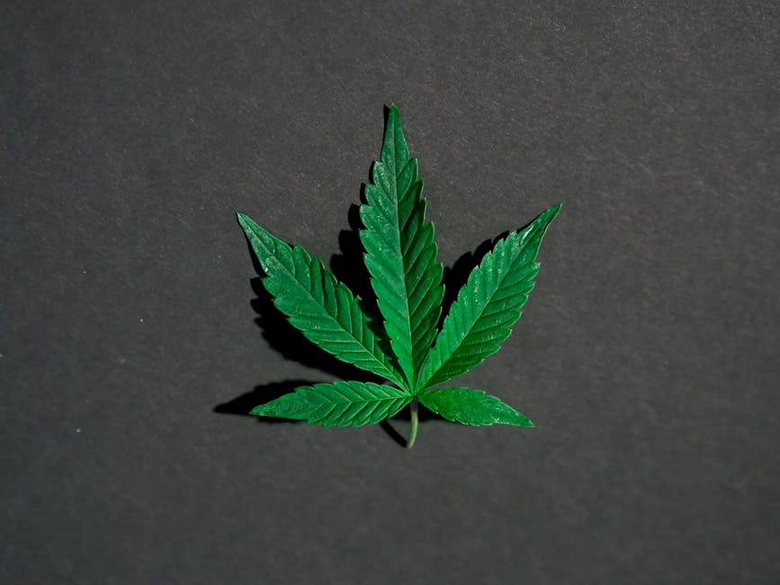 Szeged, Hungary’s Vibrant Southern City, Is Quickly Becoming a Key Hub for the Cannabis Market in Central Europe