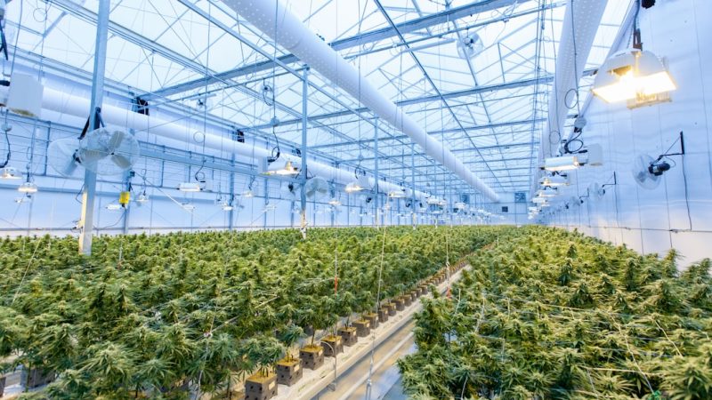 Looking for a reliable 420 shop Lyon that offers a wide range of high‑quality cannabis products?