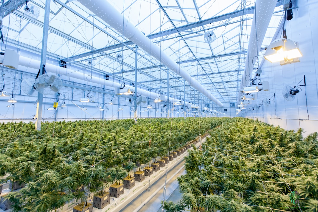 Looking for a reliable 420 shop Lyon that offers a wide range of high‑quality cannabis products?