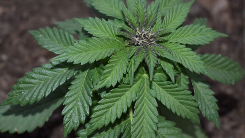 Looking for a reliable source of high‑THC marijuana, pot, or cannabis in Timisoara?