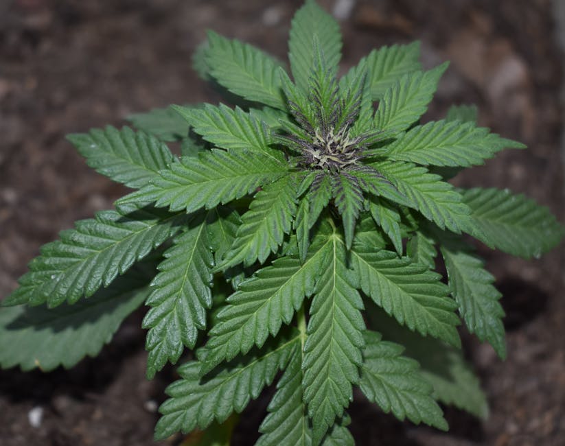 Looking for a reliable source of high‑THC marijuana, pot, or cannabis in Timisoara?