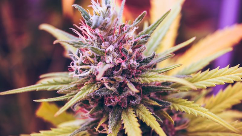 Welcome to your one‑stop delivery service for premium cannabis, marijuana, hemp, and THC‑rich products across the European Union