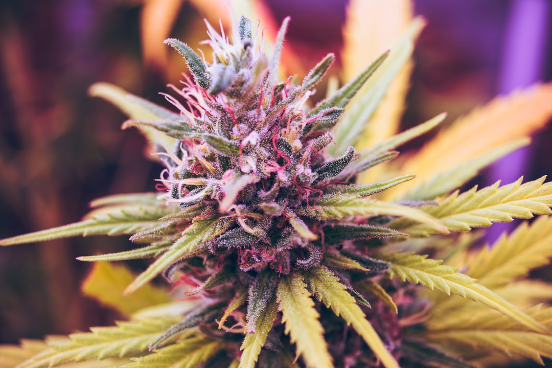 Welcome to your one‑stop delivery service for premium cannabis, marijuana, hemp, and THC‑rich products across the European Union