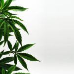 Bologna Cannabis Shop – Your Ultimate Destination for CBD, THC, and Hemp Products img-1973.jpg